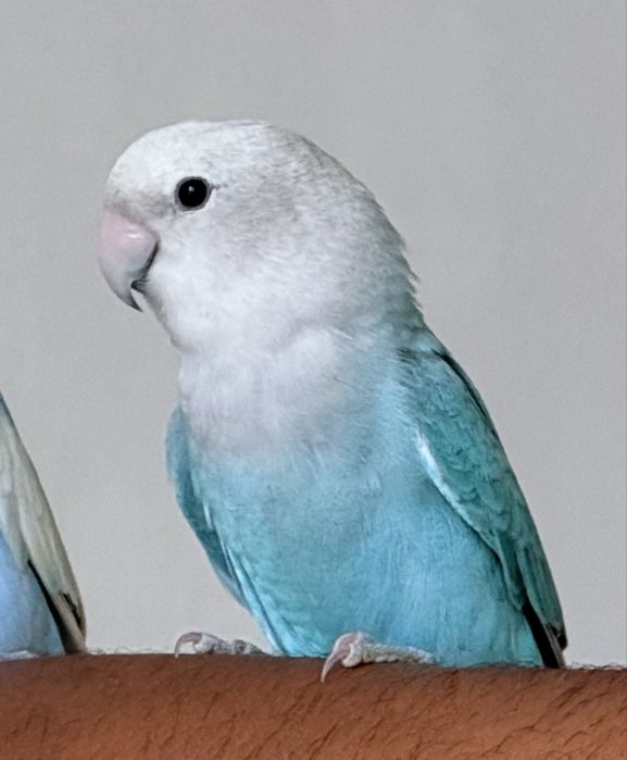 Bebê agapornis para criar a mão