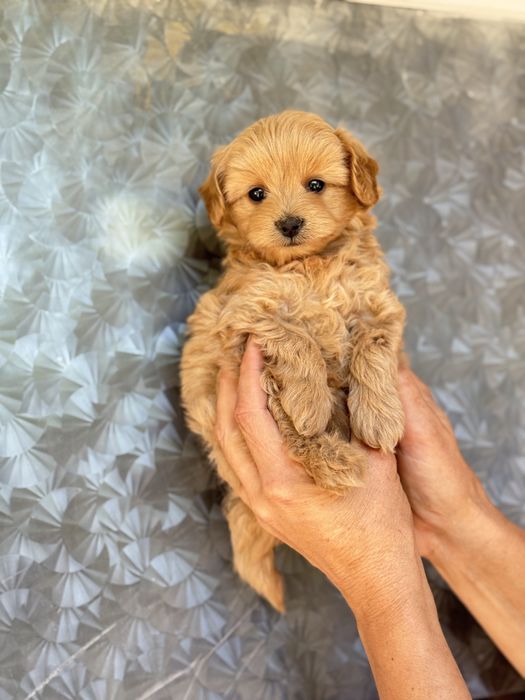 Мікро дівчинка мальтіпу карамель міні