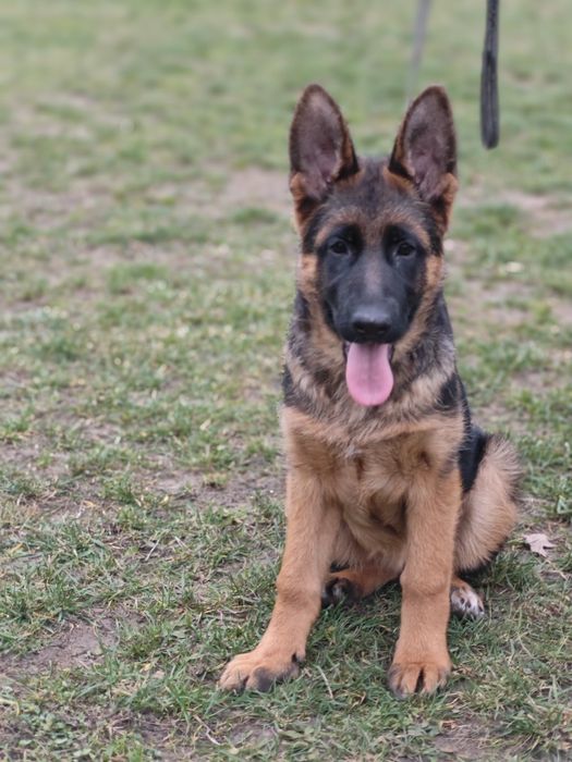 Німецька вівчарка