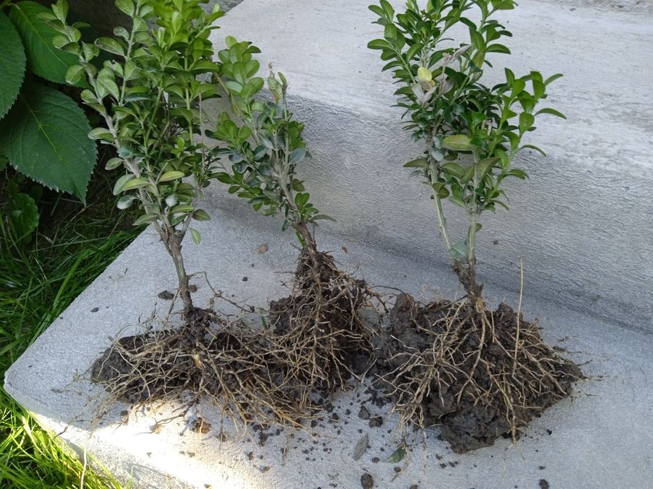 Самшит  саджанці