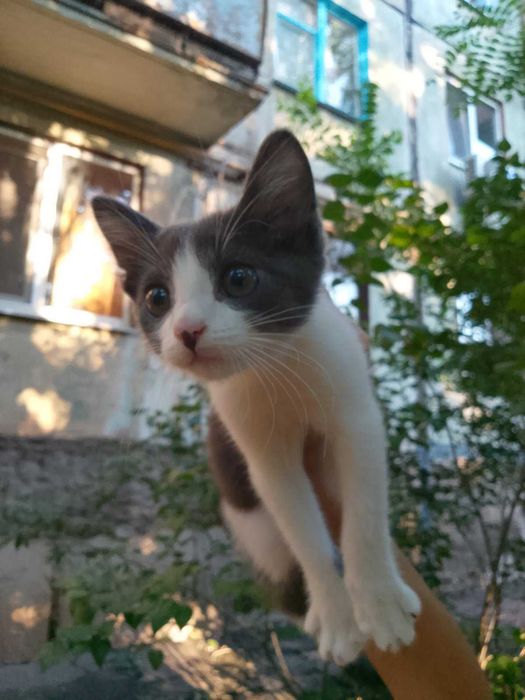 Вусатий друг! Кошеня у добрі руки!
