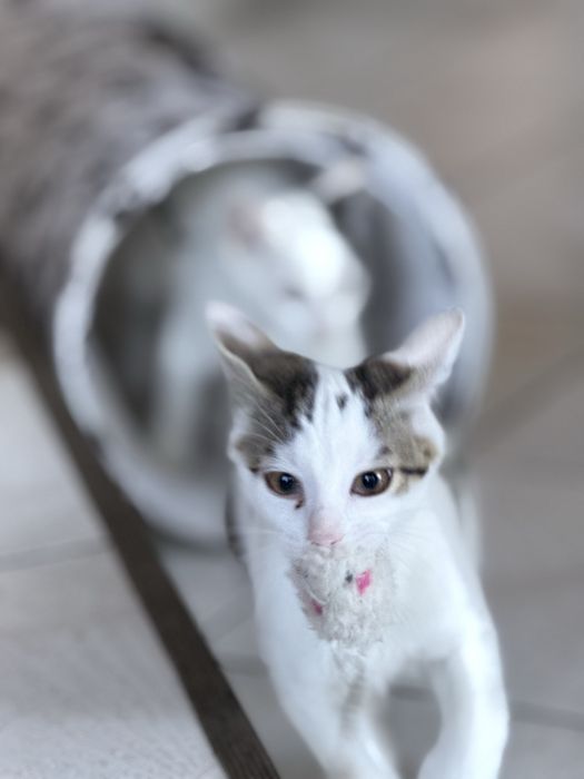 Blanka, Misia i ich mama Biała pilnie szukaja domu