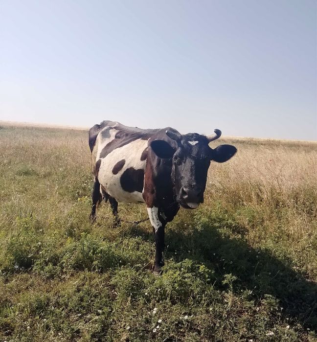 Продам корову! Много молока. Срочно продать корову! Корова