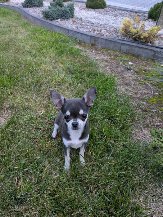 Suczka Chihuahua -XXS