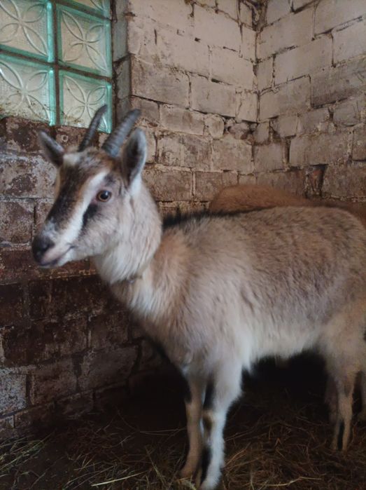 Продаються молоді кози!