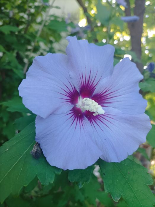 Цветы, многолетники