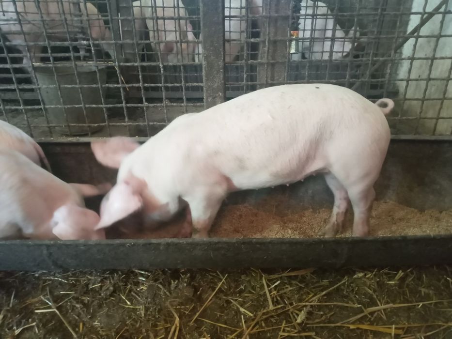 Поросята на плем'я.Льошки на свиноматки. Ремонтні льошки Ф1.