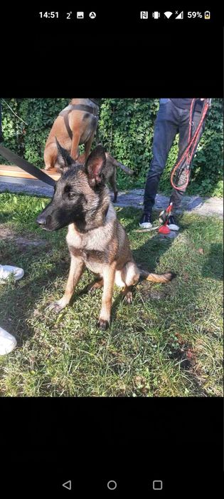 Малінуа 7 місяців Навчені Терміновий Продаж ТОРГ!!!