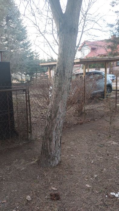 Oddam drewno za wycinkę