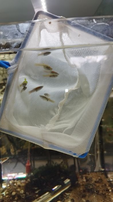 Gupiki endlera blue japan