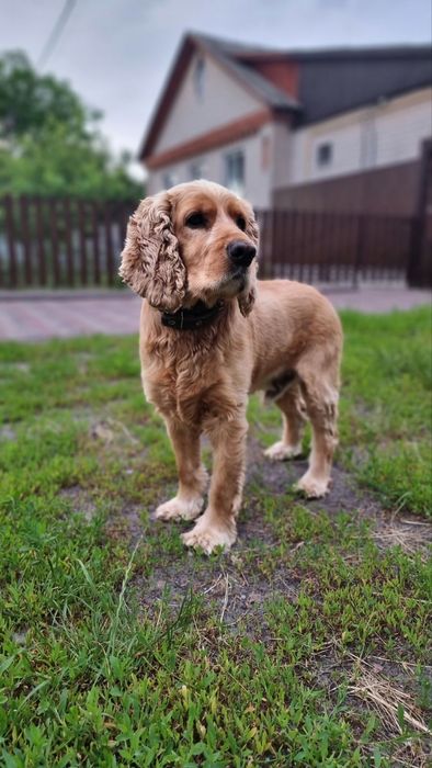 Мальчик Английский кокер Спаниель ищет девочку