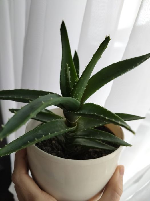 Roczny aloes roczny aloes