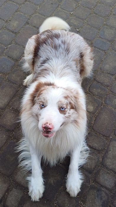 Border Collie piesek blue merle