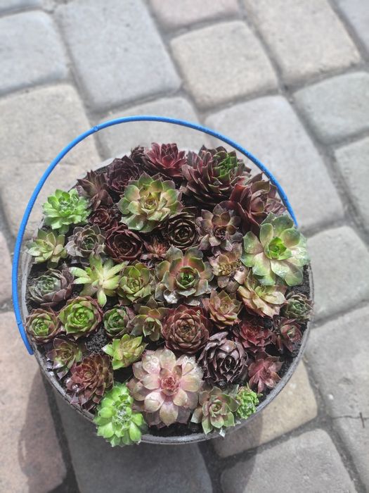 Набори з сортових молодил