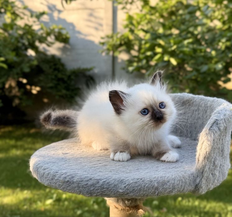 Кошенята Священна Бірма