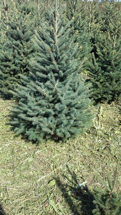 Choinki z własnej plantacji