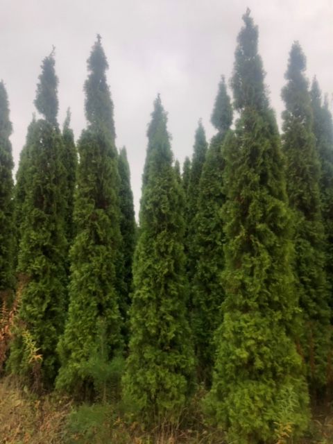 Thuja Szmaragd z bryłą z plantacji, o wysokości 3-5 m Sadzenie Transpo