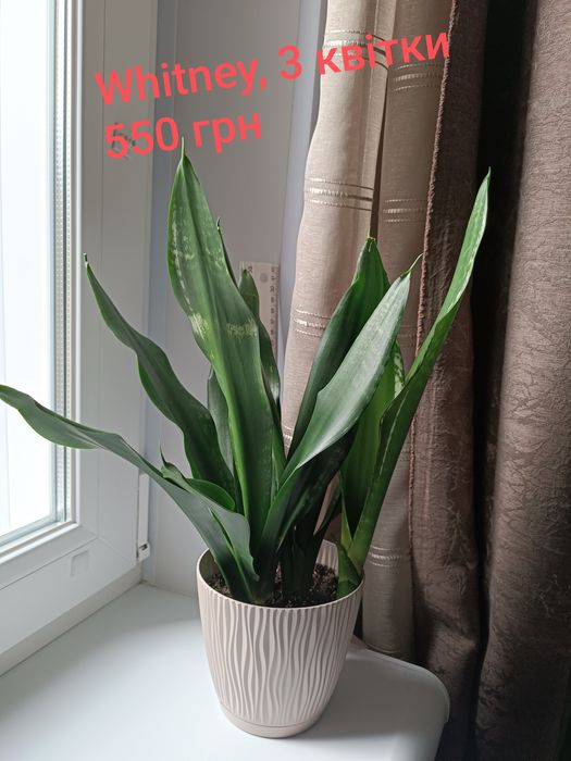 Сансевьера. Сортові рослини