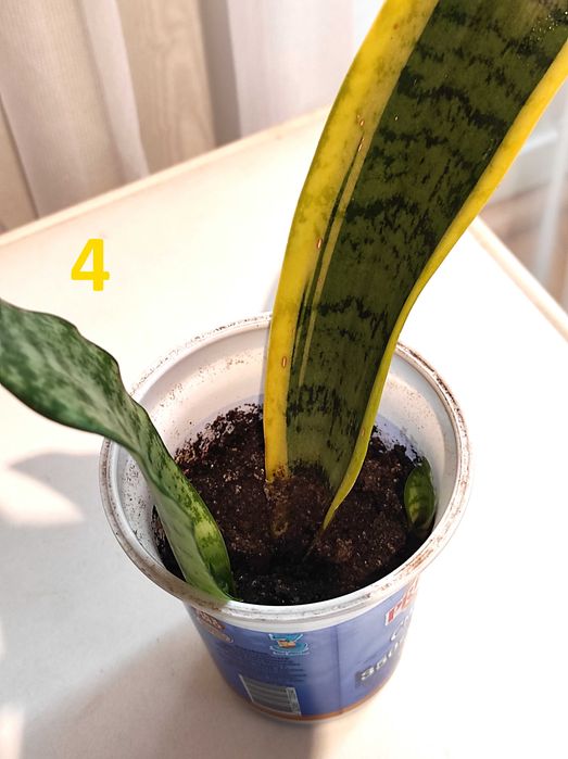 Сансевієрія Laurentii (Лауренті) -кімнатна рослина,вазон