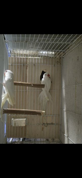 Casal ring necks Branco