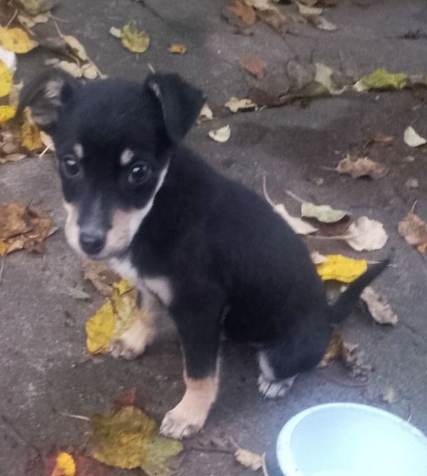 Красуня шукає домівку!