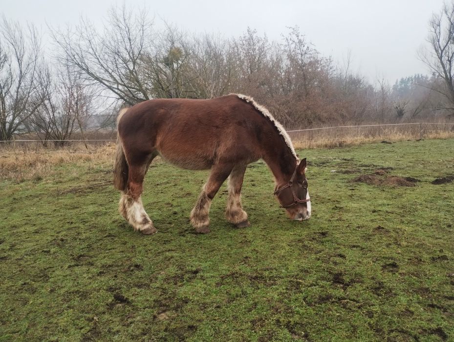 Klacz Arden Polski po Suliwan
