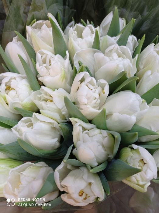Свіжий зріз тюльпанів від виробника на опт