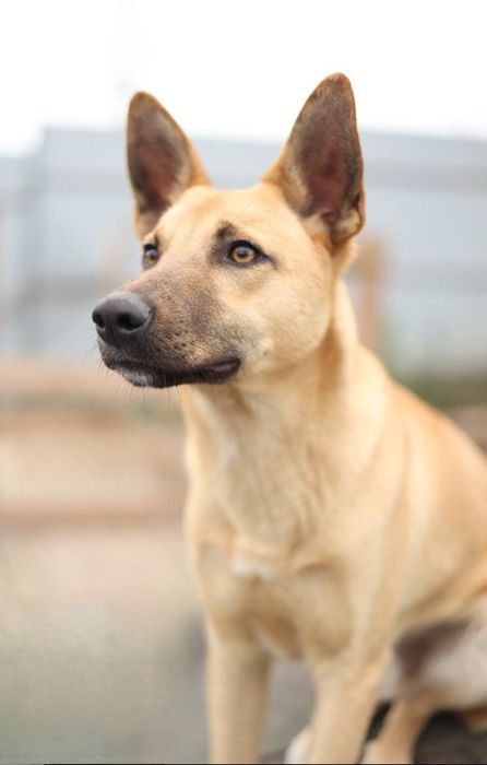 Отдам даром в добрые руки щенка метис овчарки