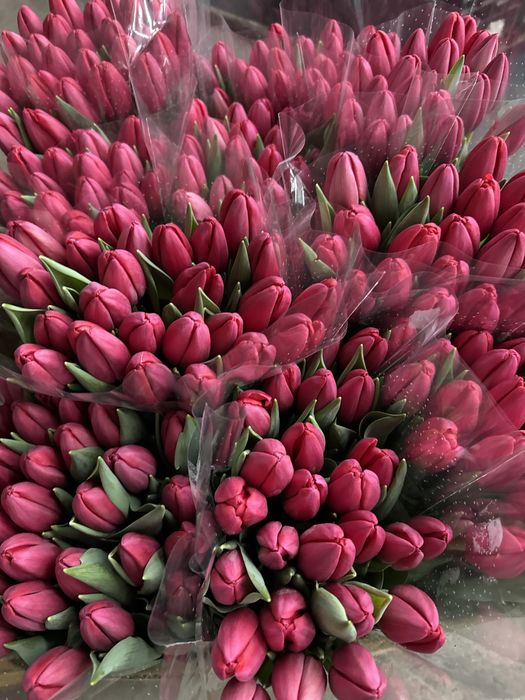 Продам цибулини тюльпанів після вигонки