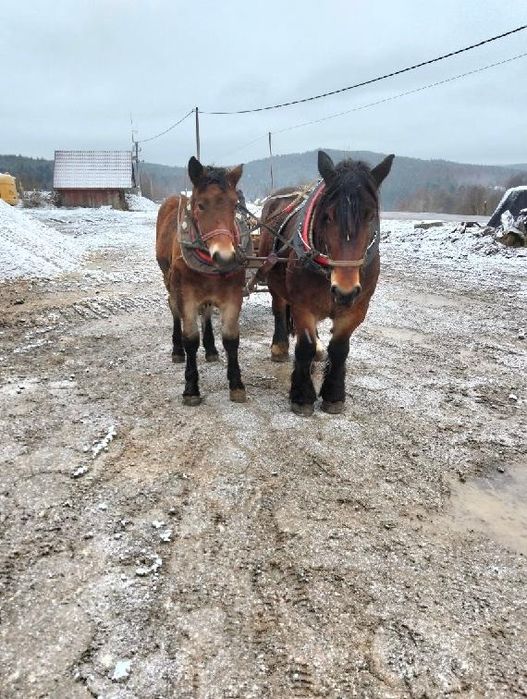Sprzedam klaczkę PKZ typ sztumski 8 m-c