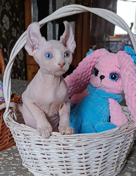 Эльф разноглазый мальчик