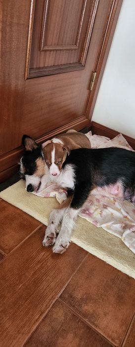 Cadelinha 3 meses ADOÇÃO RESPONSÁVEL