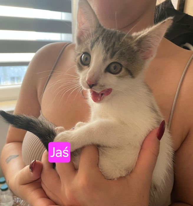 Jaś i Małgosia szukają domu