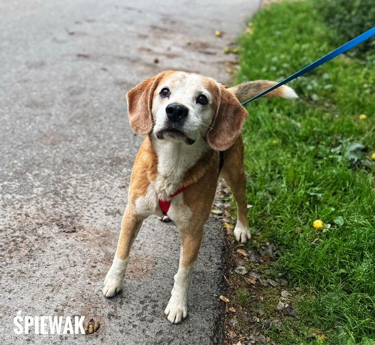 Beagle Spiewak do adopcji. Za darmo