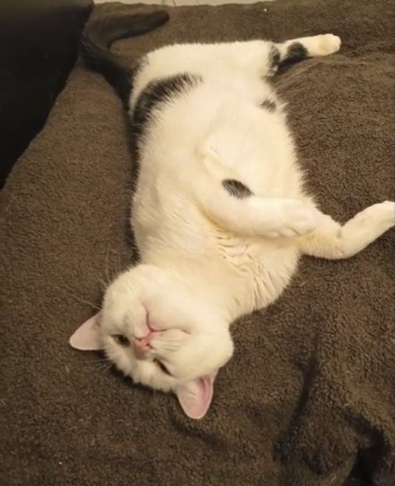 Tulaśna kotka Samira szuka domku