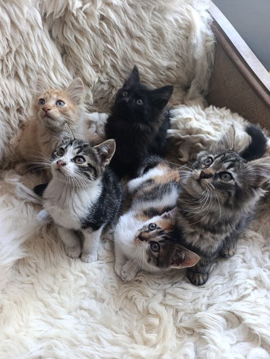 Кошенята безкоштовно