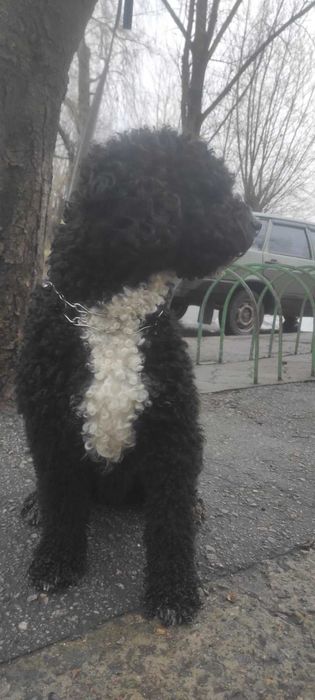 Вязка собак, порода Испанская водяная, мальчик 2 года,  ищет девочку
