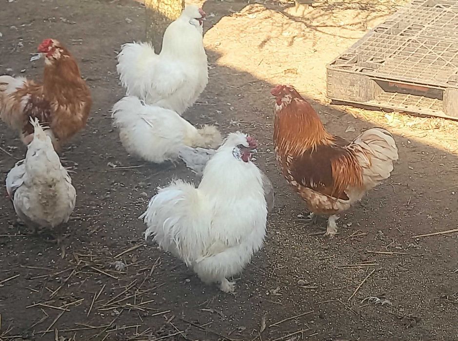 Kuguty jedwabiste silki