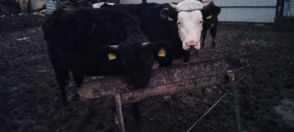 Jałówki zacielone mleczne