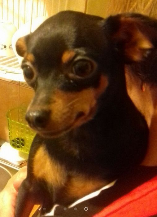 Pinczer/Ratlerek. Zaginęła 10 letnia Gabi. W miejscowości Kleszczele.