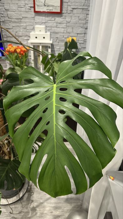 Monstera - Bardzo duża