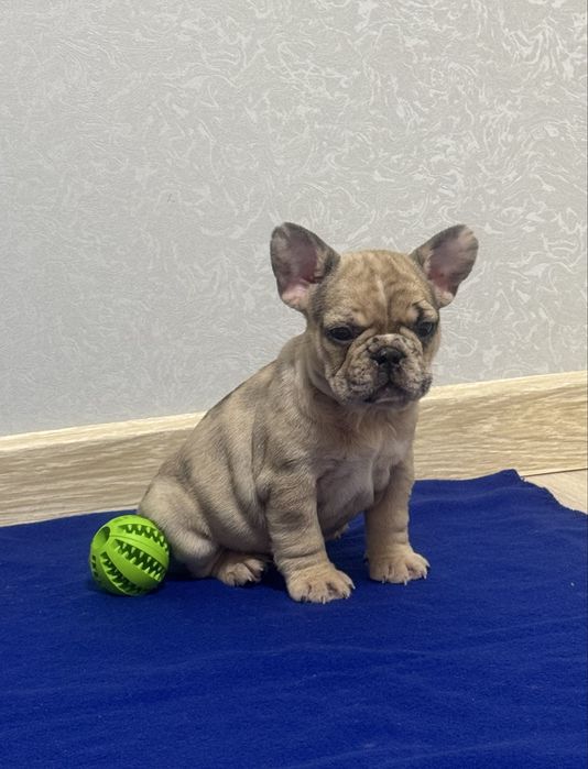 Маленькі шкурастики