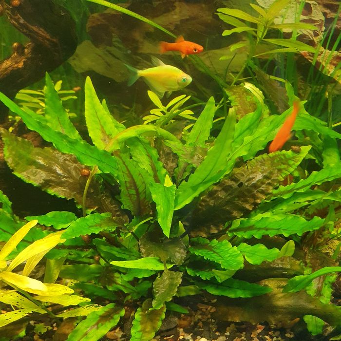 Торнеція колір бордовий тигрик та креветки рожев