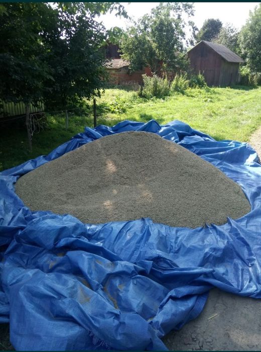 Продам зерно (ОВЕС)