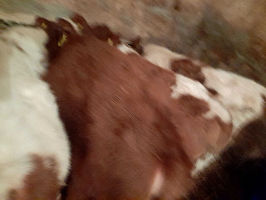 Sprzedam byczka i jalowki