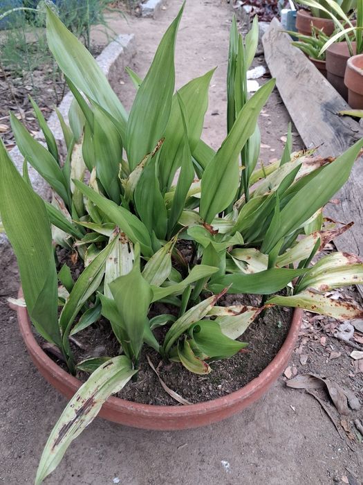 Aspidistra Elatior