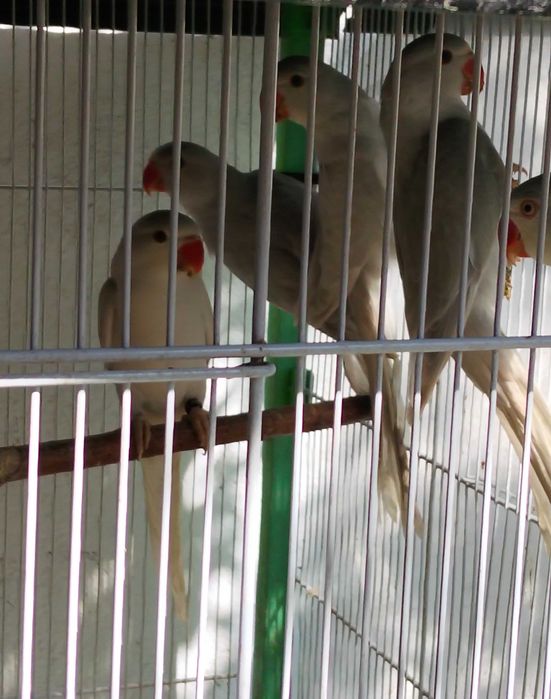 Venda de  aves Ring Neck