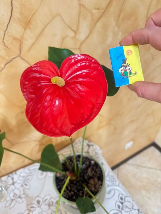 Антуріум червоний