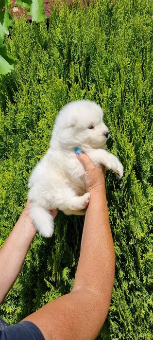 Piekna suczka Samojed