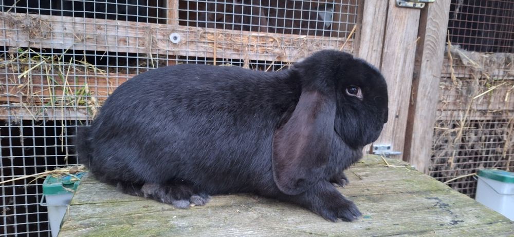 Baran Francuski Czarny z rodowodem